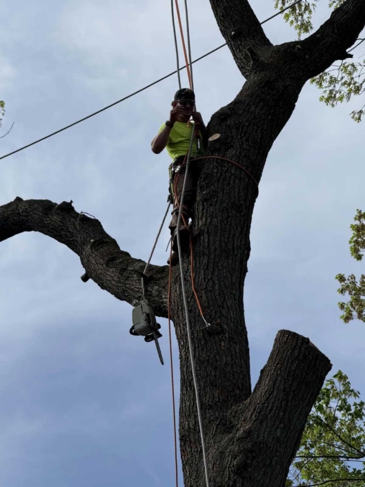 tree removal