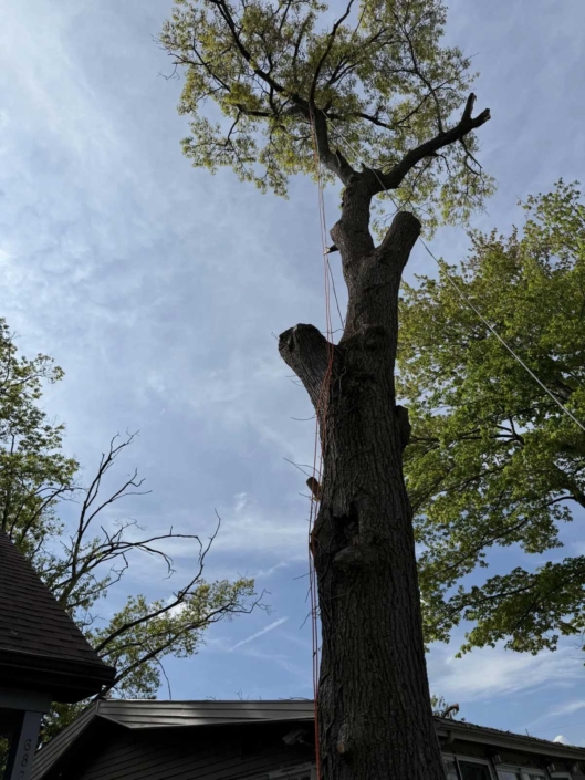 tree removal